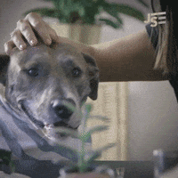 dog GIF by funk