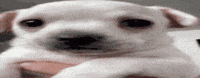 Scared Dog GIF
