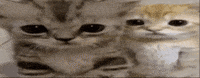Cat Hug GIF