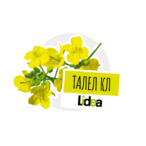 lidea_seeds giphyupload canola rapeseed lidea Sticker