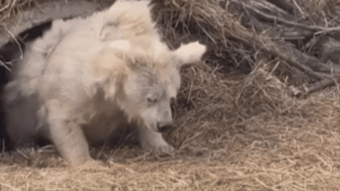 selinabarker giphygifmaker GIF