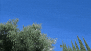 e network citizen rose GIF by E!