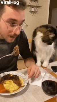 Cat Asks For Human's Food