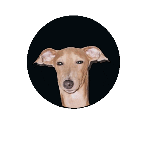 fashion paris Sticker by CoccoleBimbi