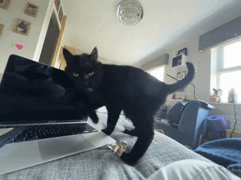 RachelCats giphyupload cat cats black cat GIF
