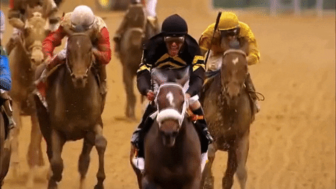 horse racing horses GIF