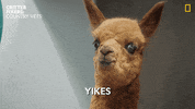 Oh No Reaction GIF by Nat Geo Wild