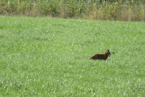 ingovalgma giphyupload GIF