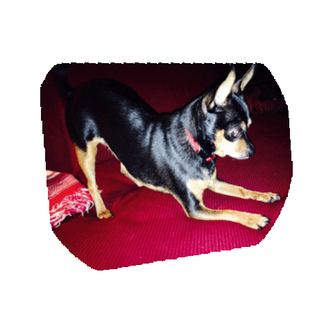 dog chihuahua Sticker