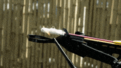 fire GIF by EXPELLED