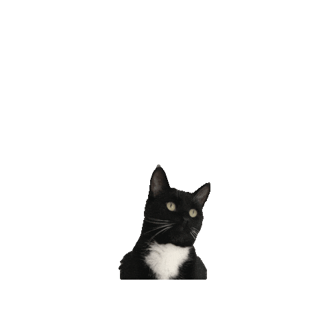 Black And White Cat Sticker