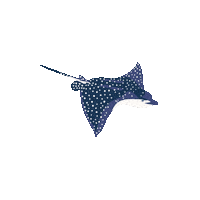 Sting Ray Sticker by Kyte Baby