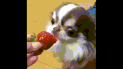rock eat GIF