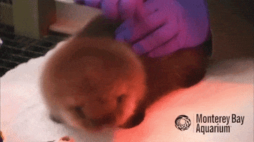 Grooming Sea Otter GIF by Monterey Bay Aquarium