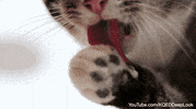 Cat Tongue GIF by PBS Digital Studios