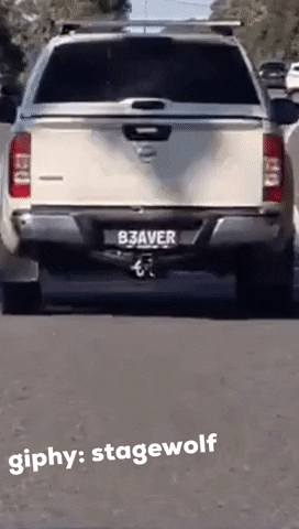 Beaver Number Plate GIF by STAGEWOLF