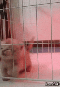 Cat Kitty GIF