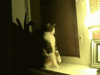 cats lol GIF