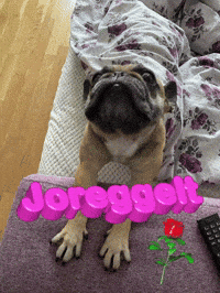 Dog Bulldog GIF