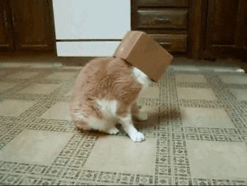 cat box GIF