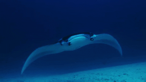 WeAreWater giphygifmaker ocean underwater Manta GIF