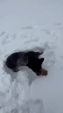 Adorable Pup Enjoys First Snow as Tulsa Hit by Winter Storm