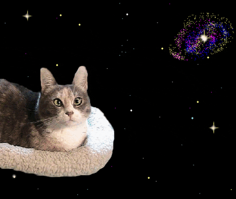 cat galaxy GIF