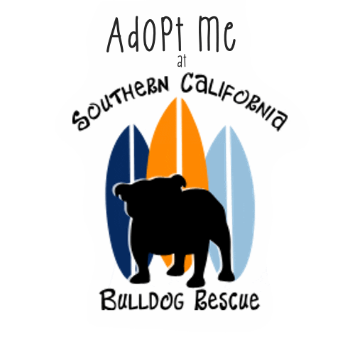 Adopt English Bulldog Sticker by Southern California Bulldog Rescue