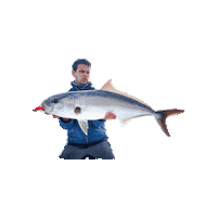 divateamfishing fish fishing amberjack divateamfishing Sticker