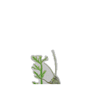 Bug Cricket Sticker