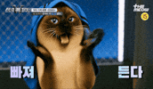 스큐파 GIF