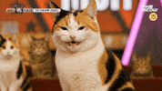 스큐파 GIF