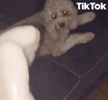Poodle Wtf GIF by TikTok