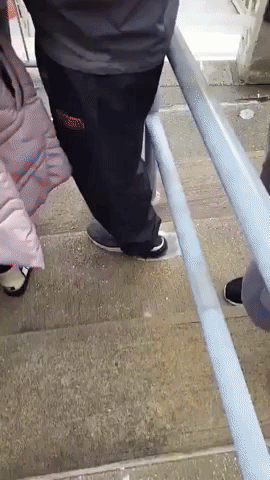 Skunk Filmed on Stadium Steps at Cleveland Football Game