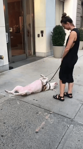 This Far, but No Farther: Manhattan Dog Has Enough of Walkies