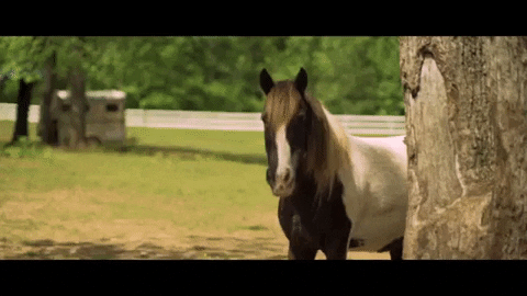polyvinylrecords giphygifmaker hello horse tree GIF