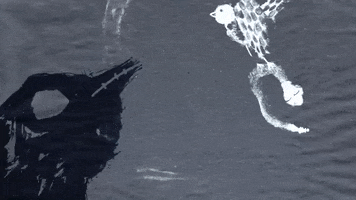 Dance Animation GIF by Anna B Savage