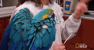 nat geo wild pets GIF by Dr. K's Exotic Animal ER