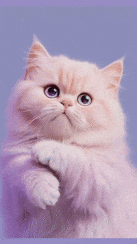 Big Eyes Cat GIF by Caavakushi