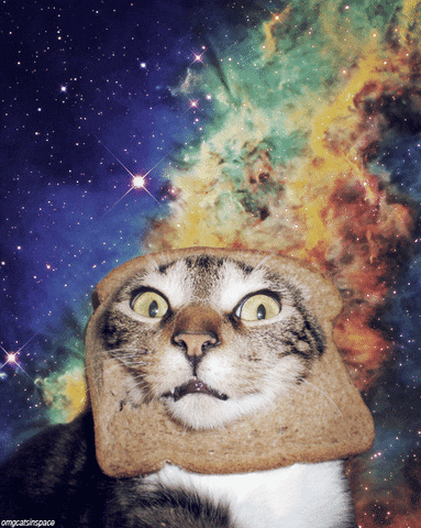 cats in space cat GIF