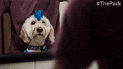 The Pack Dog GIF by Amazon Prime Video