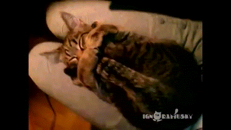 cats tail GIF by Cheezburger