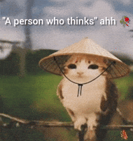 Owlcat GIF