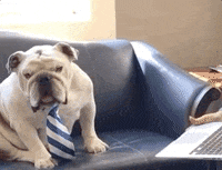 DrakeUGriff mascot drake bulldog iowa GIF