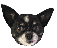 Chihuahua Nicks Sticker by burnt.honey