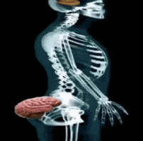 Assbrain GIF
