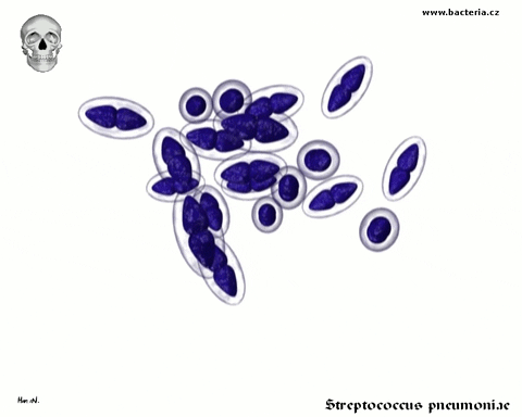 bacteria GIF