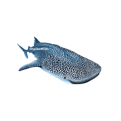 Sharks4Kids ocean shark whale sharks Sticker