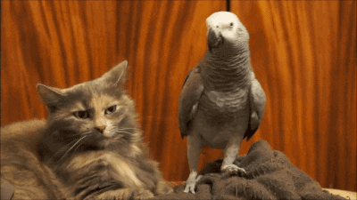 cat parrot GIF