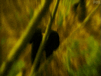 x files GIF by The X-Files